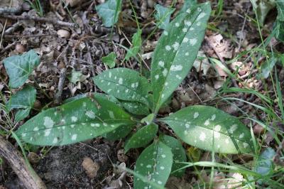<i>Pulmonaria longifolia</i>