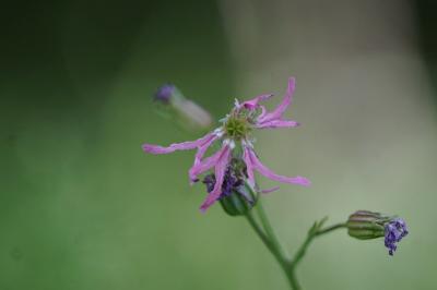 <i>Lychnis flos-cuculi</i>