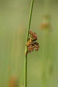 <i>Juncus conglomeratus</i>