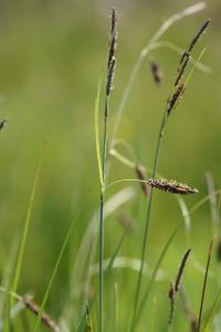 <i>Carex flacca</i>