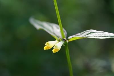<i>Melampyrum pratense</i>