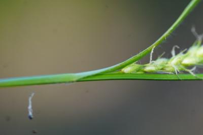<i>Carex hirta</i>