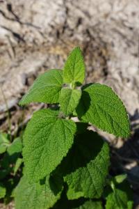 <i>Teucrium scorodonia</i>