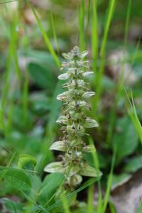 <i>Ajuga reptans</i>