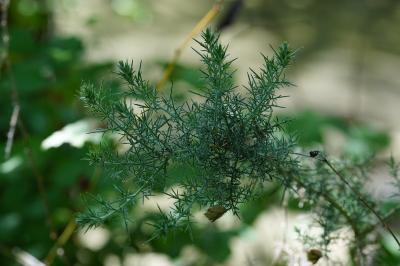 <i>Ulex europaeus</i>