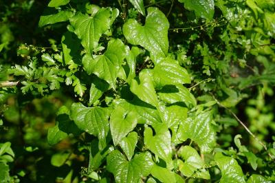 <i>Dioscorea communis</i>