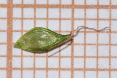 <i>Carex leersii</i>