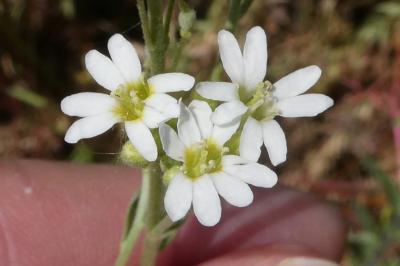 <i>Berteroa incana</i>