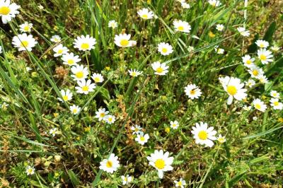 <i>Anthemis cotula</i>