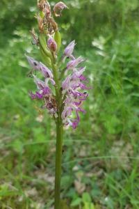 <i>Orchis simia</i>