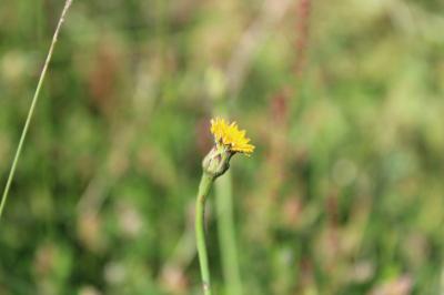 <i>Hypochaeris glabra</i>