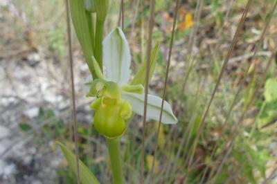 <i>Ophrys apifera</i>