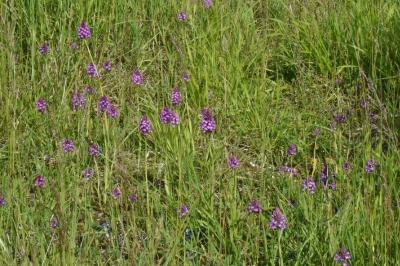<i>Anacamptis pyramidalis</i>