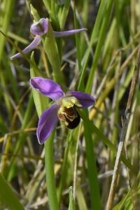 <i>Ophrys apifera</i>