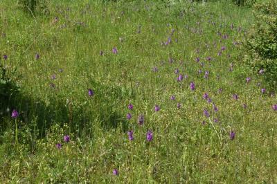 <i>Anacamptis pyramidalis</i>