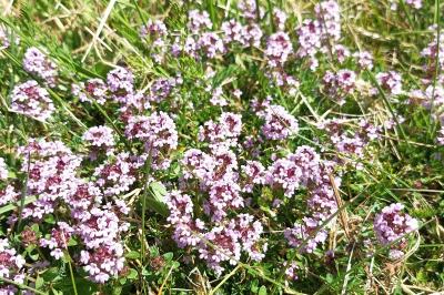<i>Thymus</i>