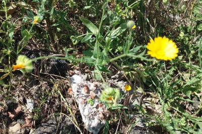<i>Calendula arvensis</i>