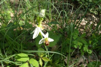 <i>Ophrys apifera</i>