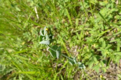 <i>Blackstonia perfoliata</i>