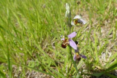 <i>Ophrys apifera</i>