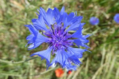 <i>Cyanus segetum</i>