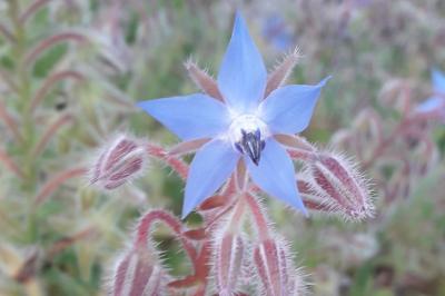 <i>Borago officinalis</i>