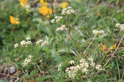 <i>Trinia glauca</i>
