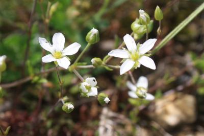 <i>Arenaria controversa</i>