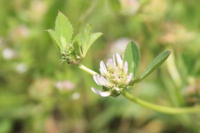 <i>Trifolium glomeratum</i>