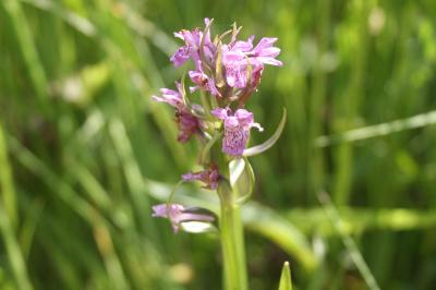 <i>Dactylorhiza incarnata</i>