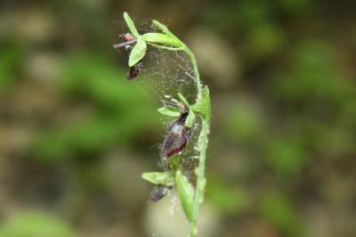 <i>Ophrys insectifera</i>