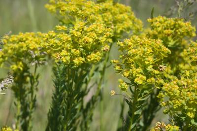 <i>Euphorbia seguieriana</i>