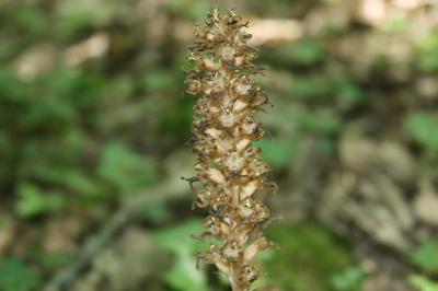 <i>Neottia nidus-avis</i>