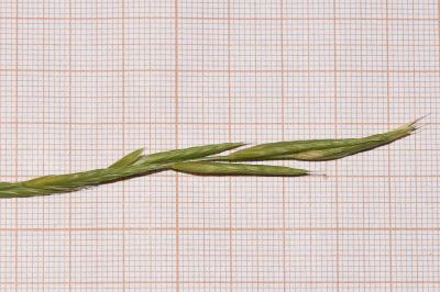 <i>Brachypodium rupestre</i>