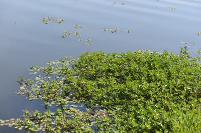 <i>Ludwigia peploides</i>