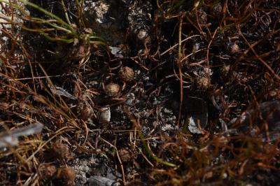 <i>Pilularia globulifera</i>