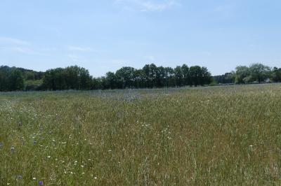 <i>Cyanus segetum</i>