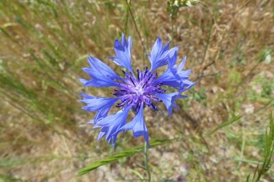 <i>Cyanus segetum</i>