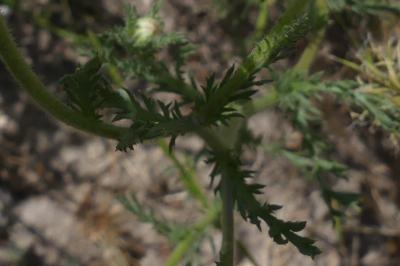 <i>Tripleurospermum inodorum</i>