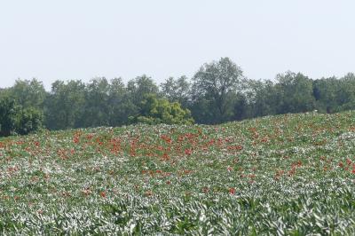 <i>Papaver rhoeas</i>