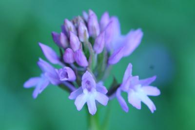 <i>Anacamptis pyramidalis</i>