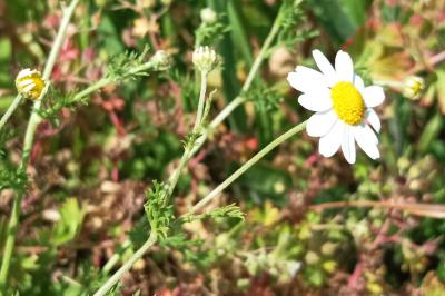<i>Anthemis cotula</i>
