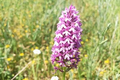 <i>Anacamptis pyramidalis</i>