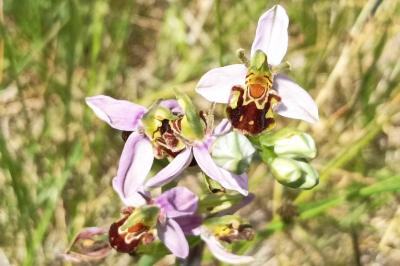 <i>Ophrys apifera</i>