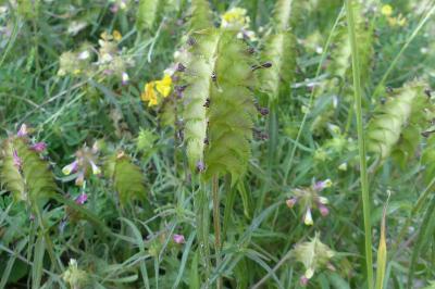 <i>Melampyrum cristatum</i>