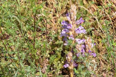 <i>Phelipanche arenaria</i>