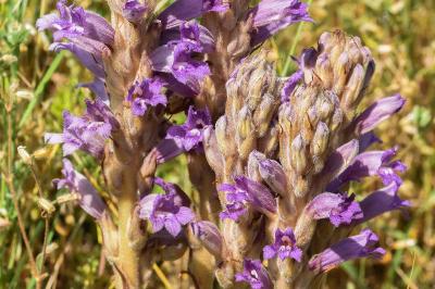<i>Phelipanche arenaria</i>
