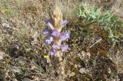 <i>Phelipanche arenaria</i>