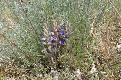 <i>Phelipanche arenaria</i>