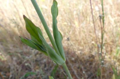 <i>Atocion armeria</i>